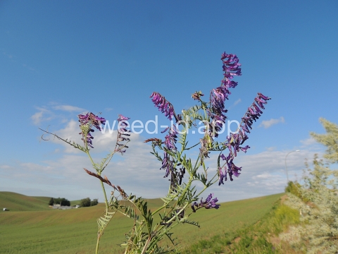 vetch, hairy